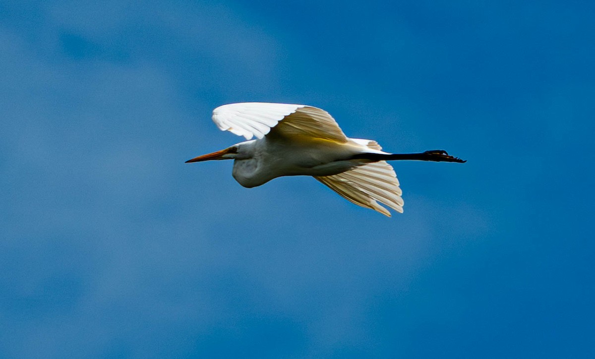 Koartza zuria - ML644815087