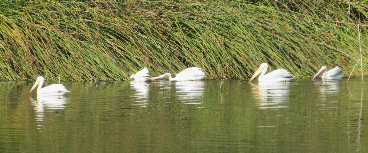 Amerika Pelikanı - ML644815089