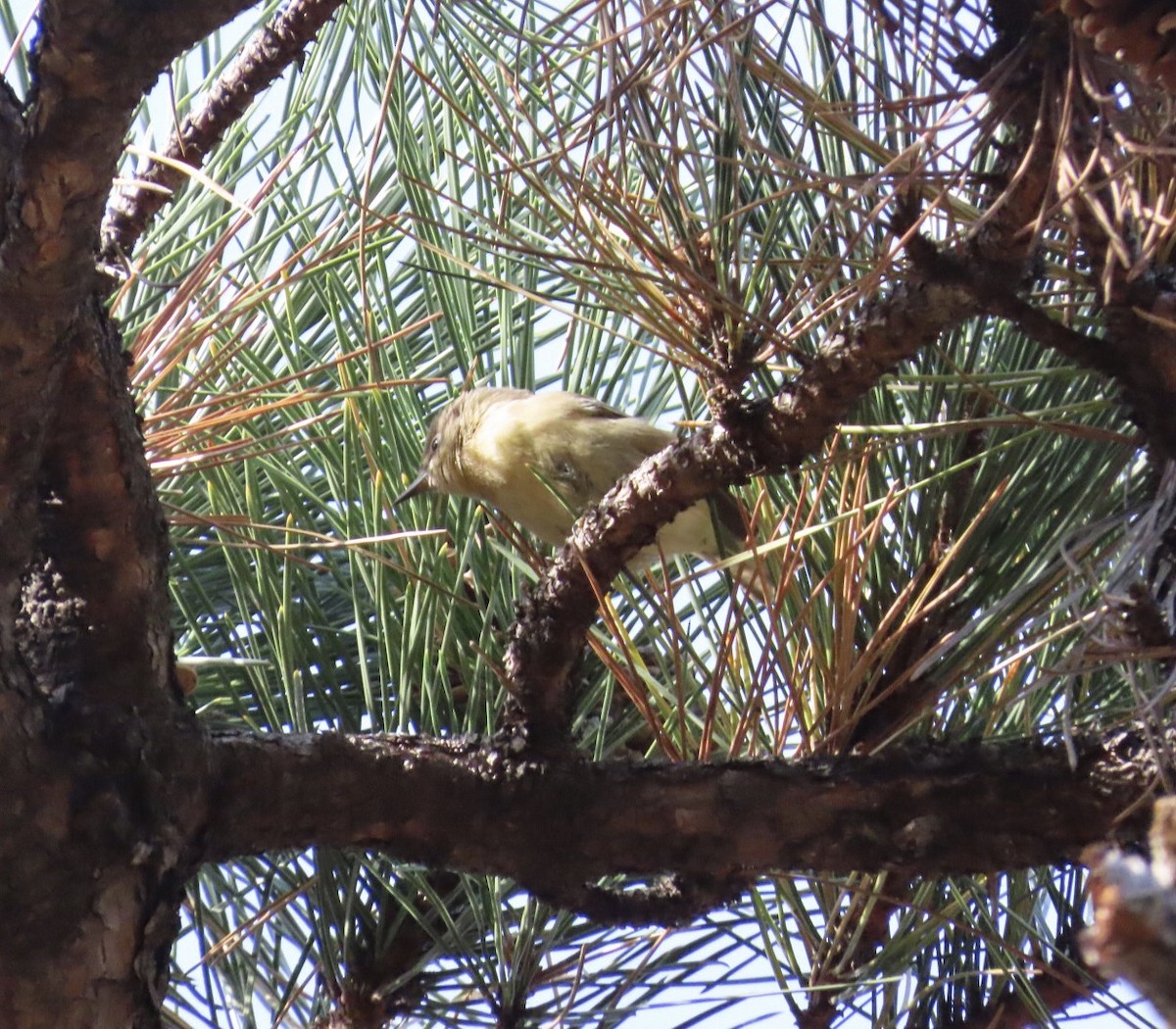 Pine Warbler - ML644815091