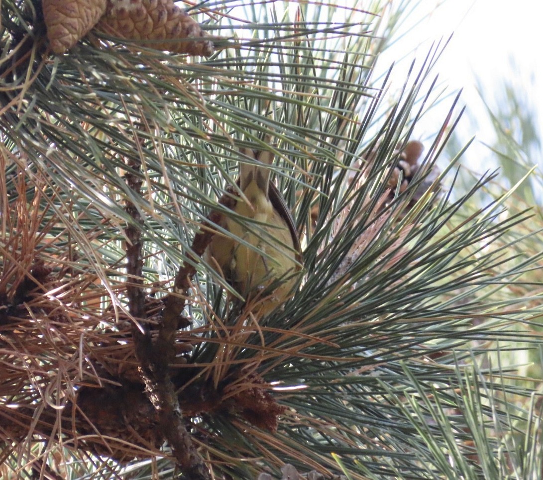 Pine Warbler - ML644815092