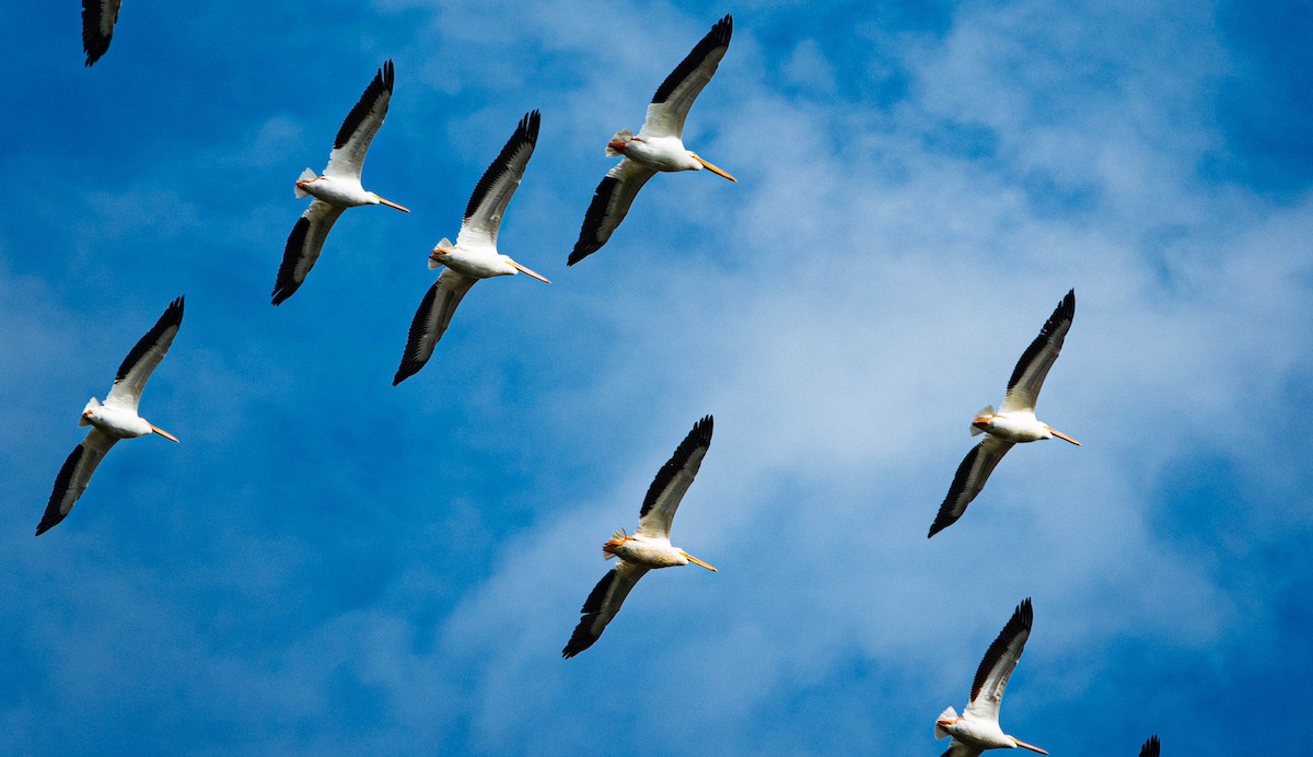 Amerika Pelikanı - ML644815104