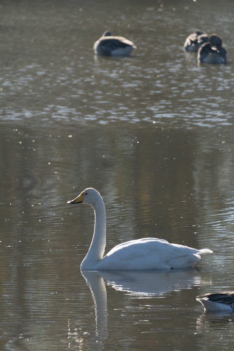 Whooper Swan - ML644815107
