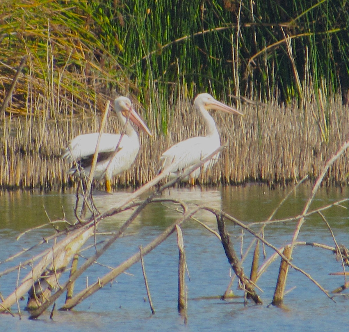 Amerika Pelikanı - ML644815108