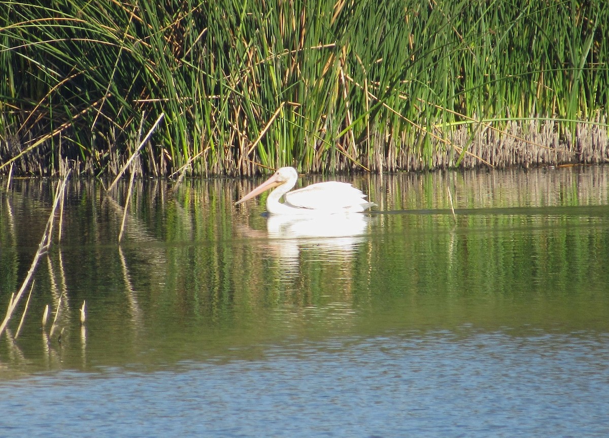 Amerika Pelikanı - ML644815113