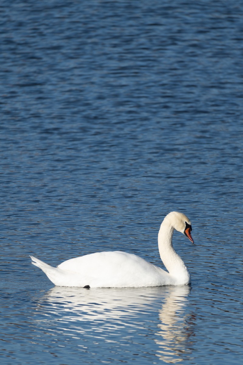 Mute Swan - ML644815120