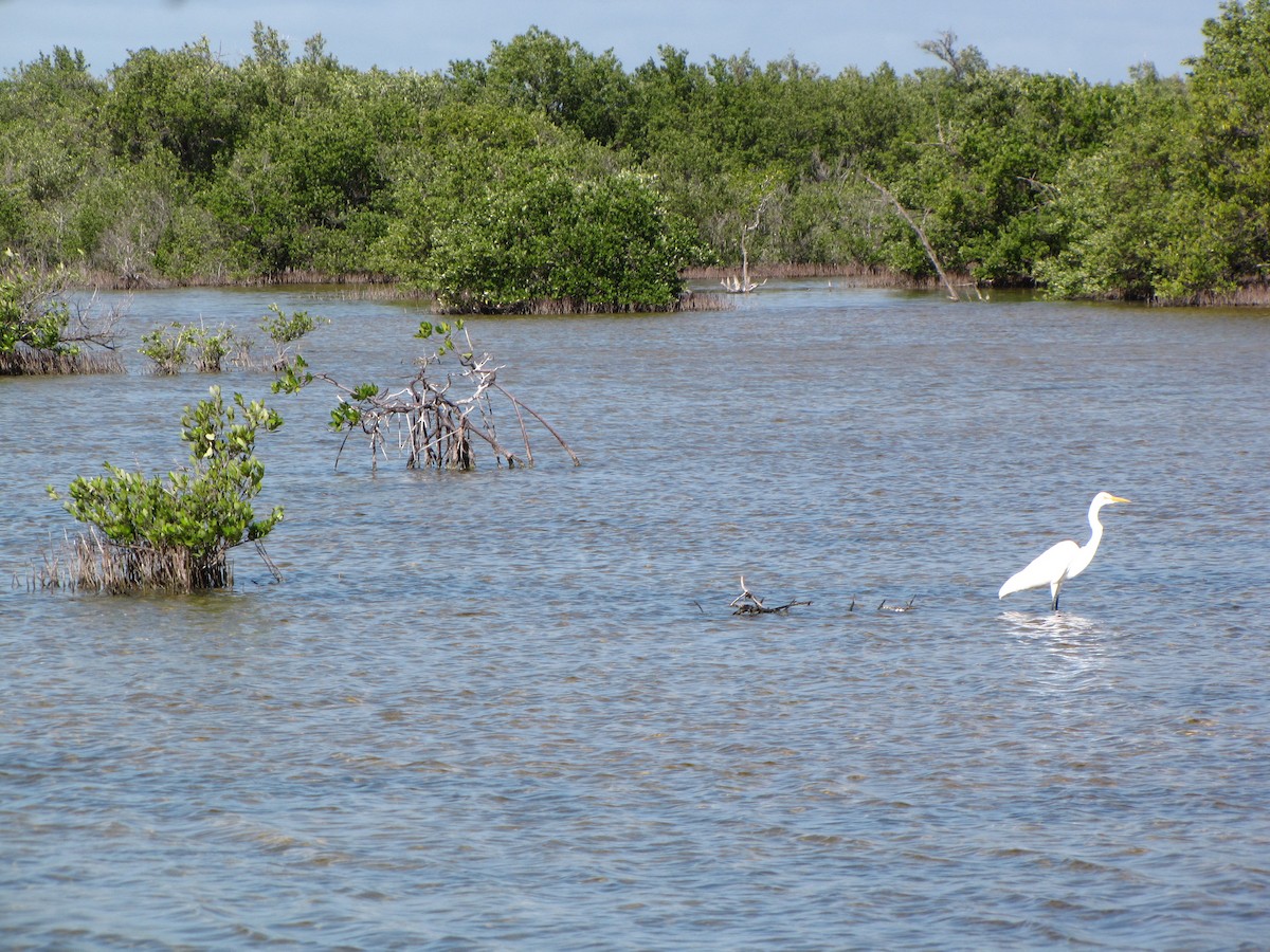 Koartza zuria - ML644815126