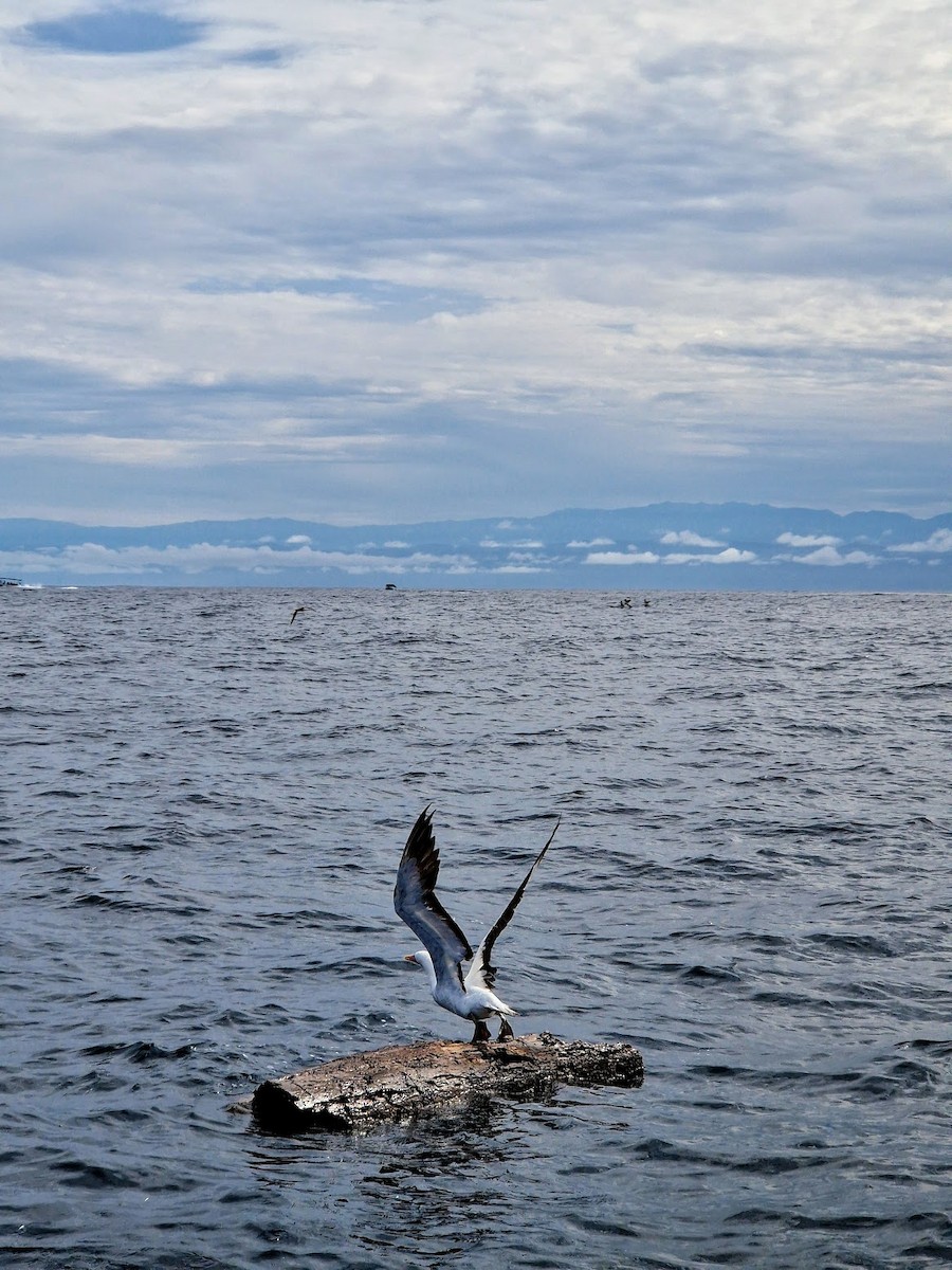 Nazca Booby - ML644815134