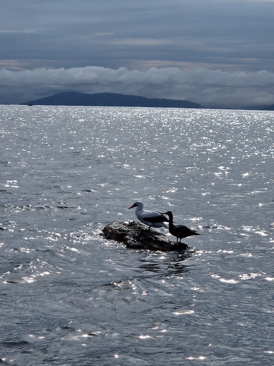 Nazca Booby - ML644815135