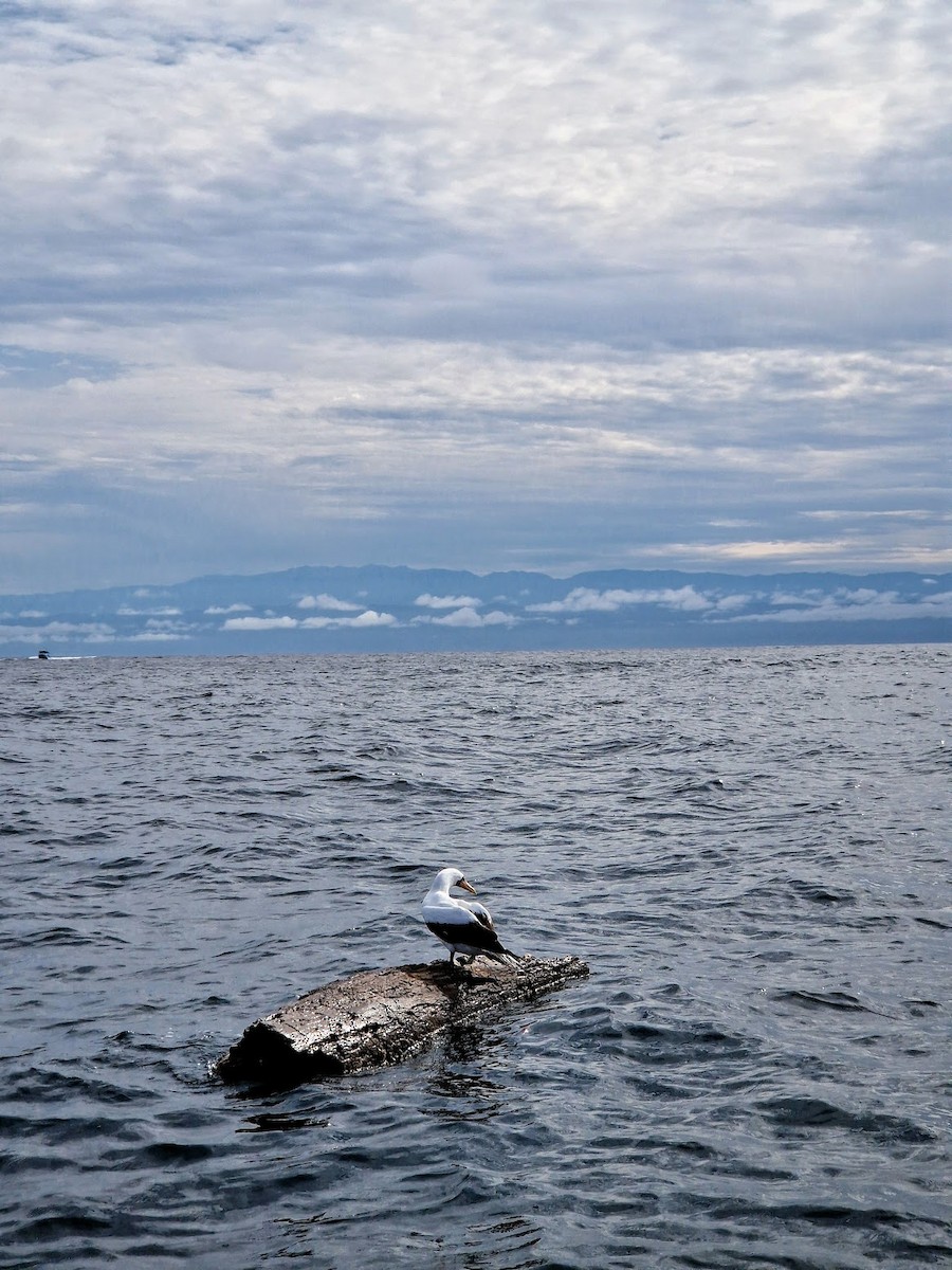 Nazca Booby - ML644815136