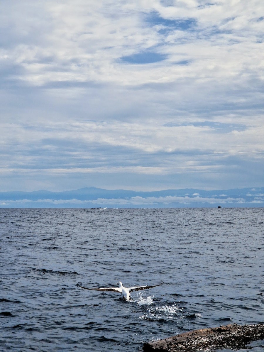 Nazca Booby - ML644815137