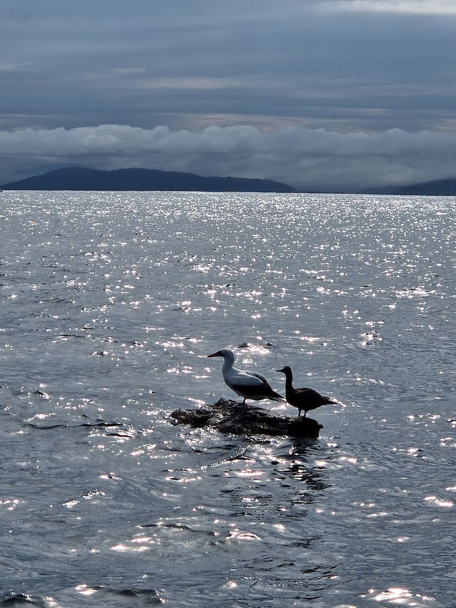 Nazca Booby - ML644815138