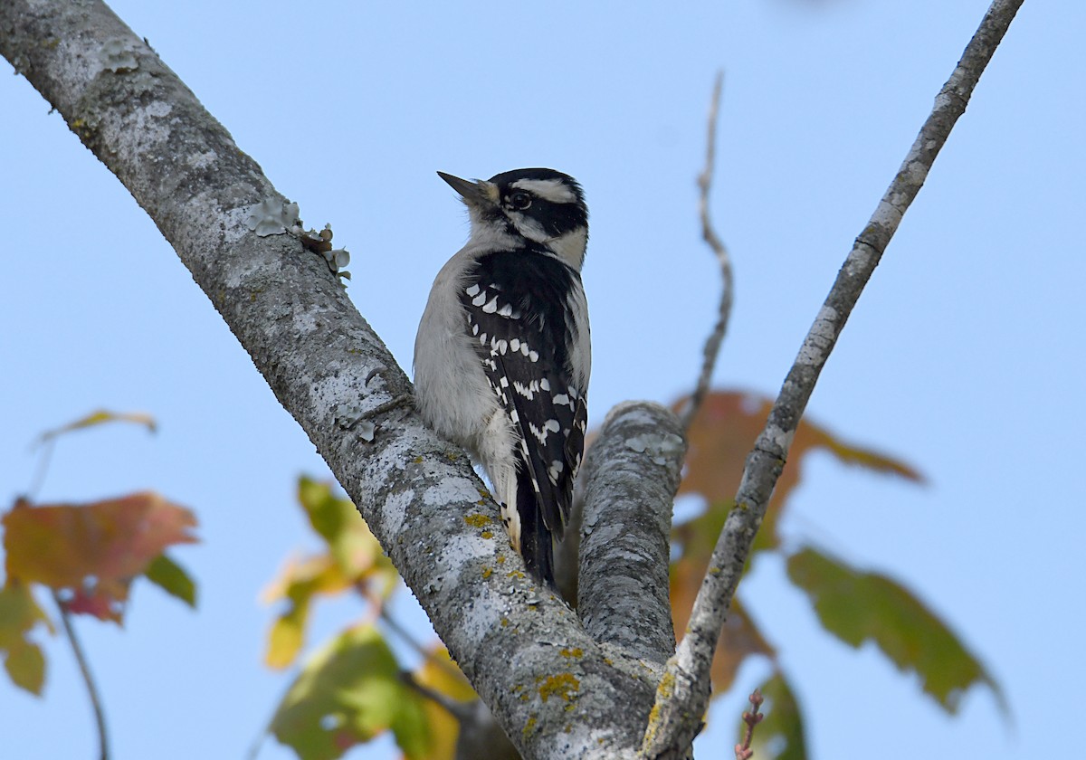 Downy Woodpecker - ML644815142