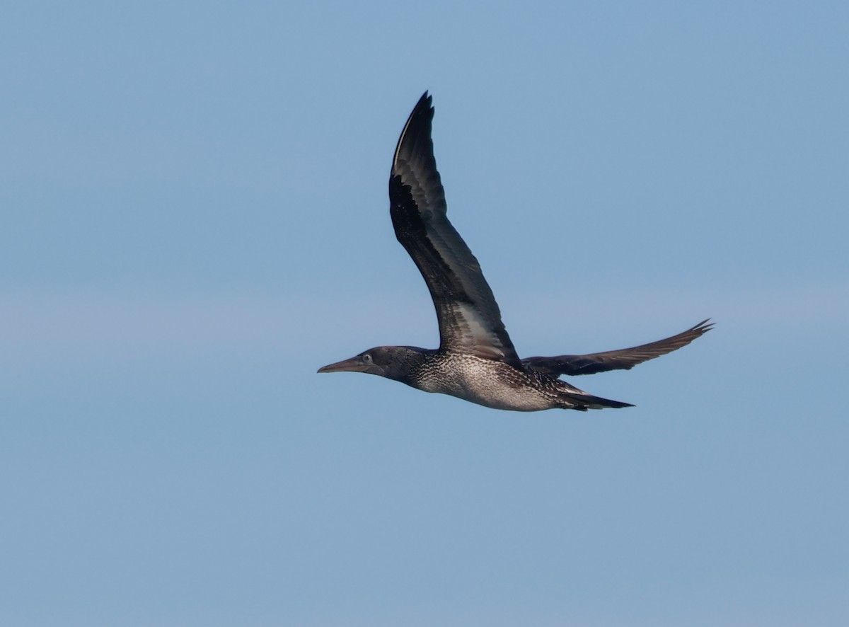Northern Gannet - ML644815143