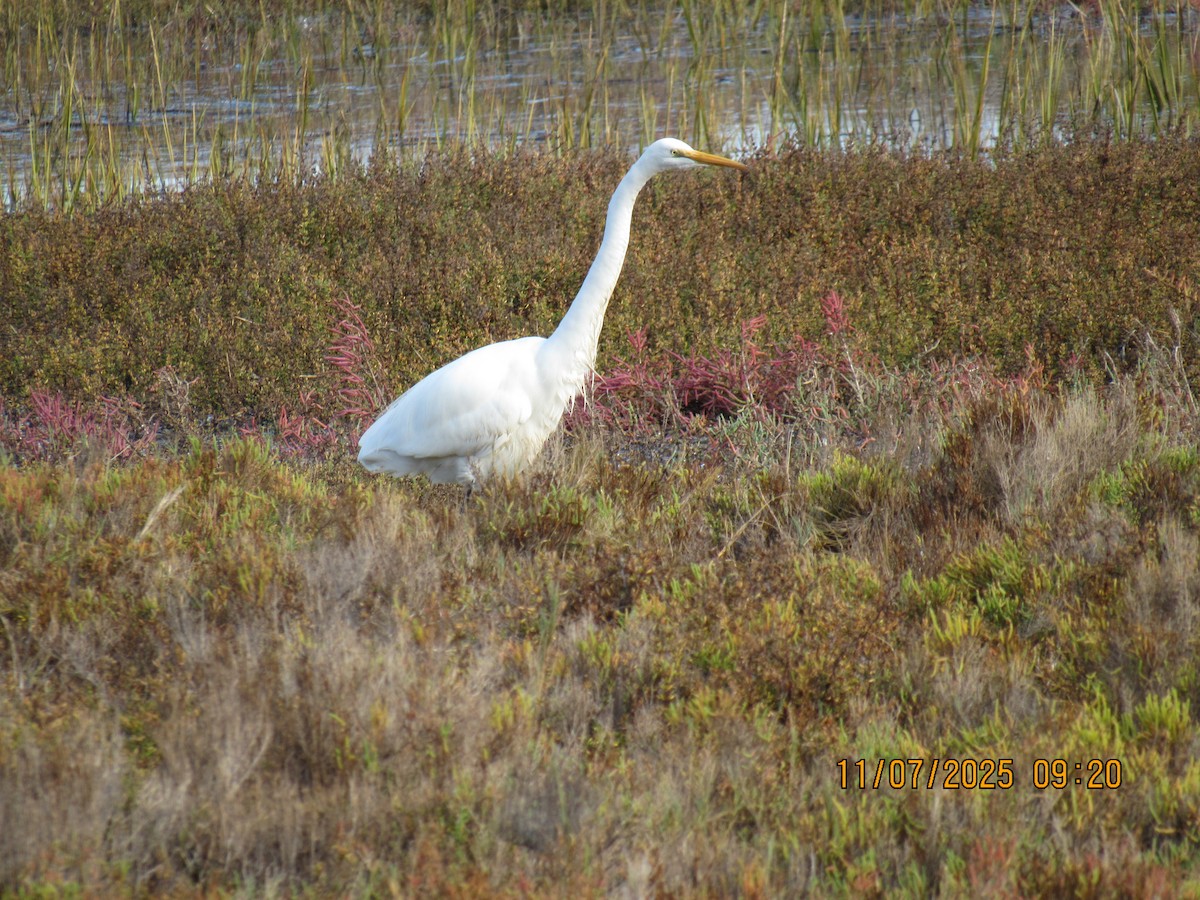 Koartza zuria - ML644815145