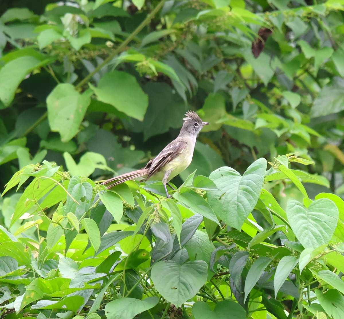 Желтобрюхая эления - ML644815146