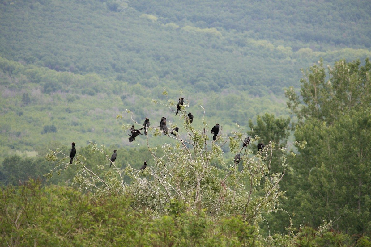 Pygmy Cormorant - ML644815149