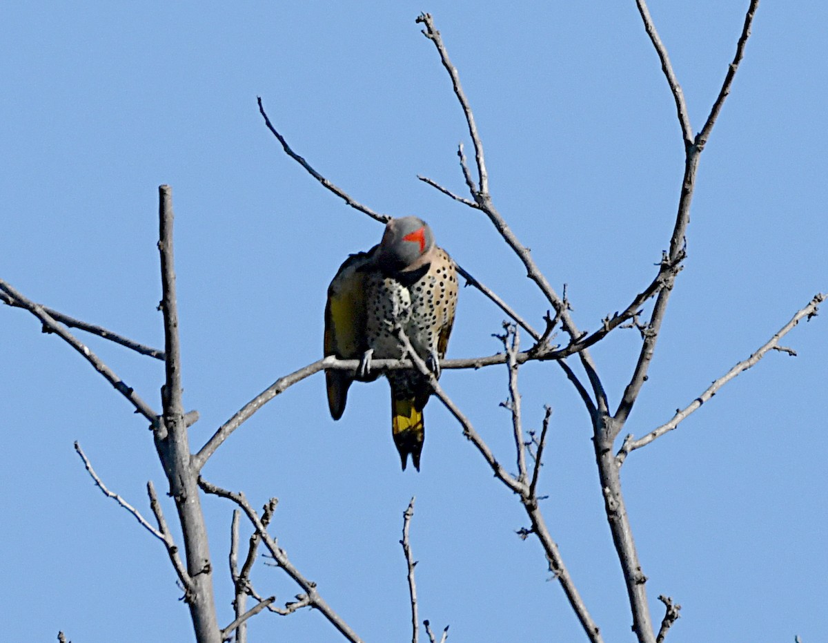 Northern Flicker (Yellow-shafted) - ML644815151