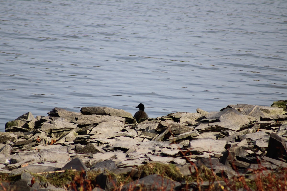 Foulque d'Amérique - ML644815152
