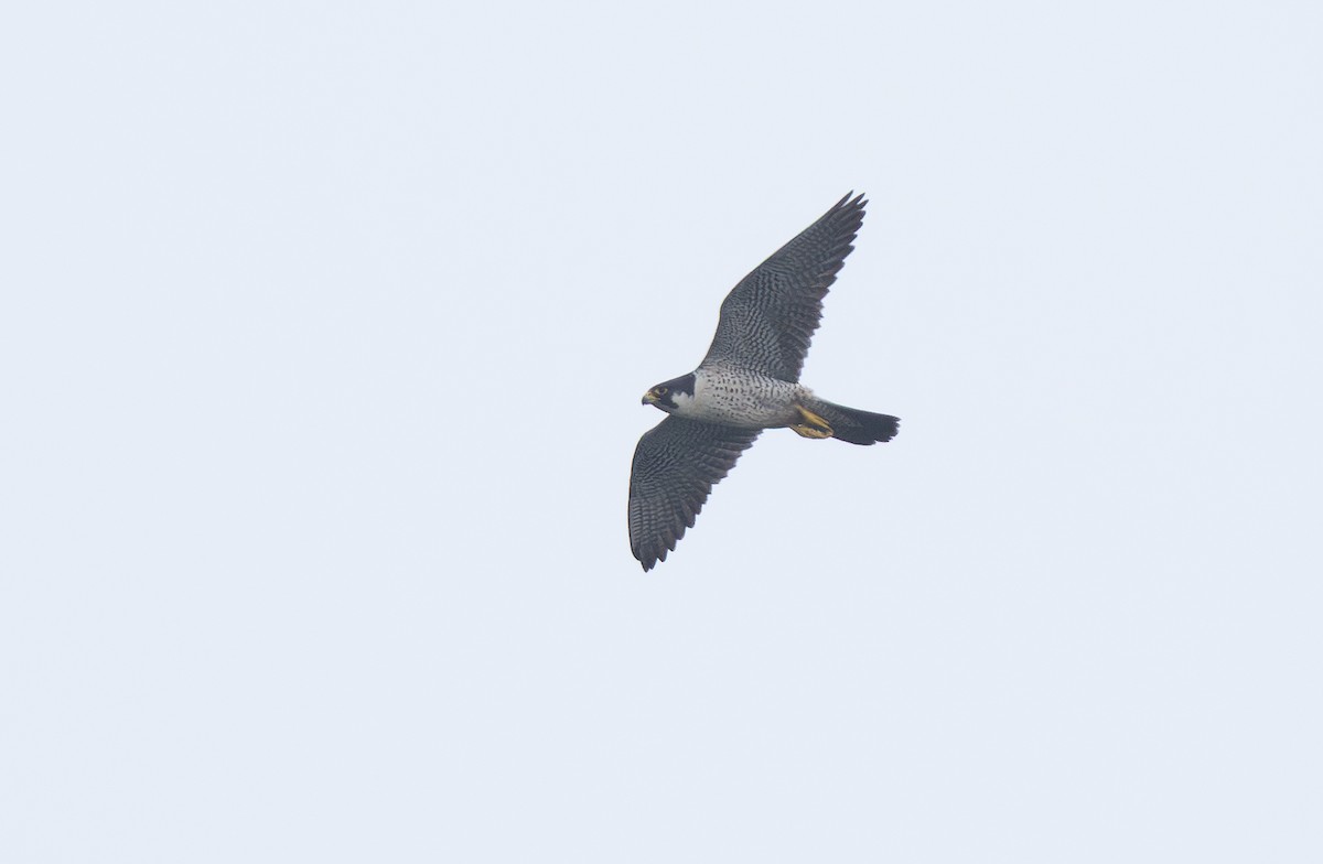 Peregrine Falcon - ML644815158