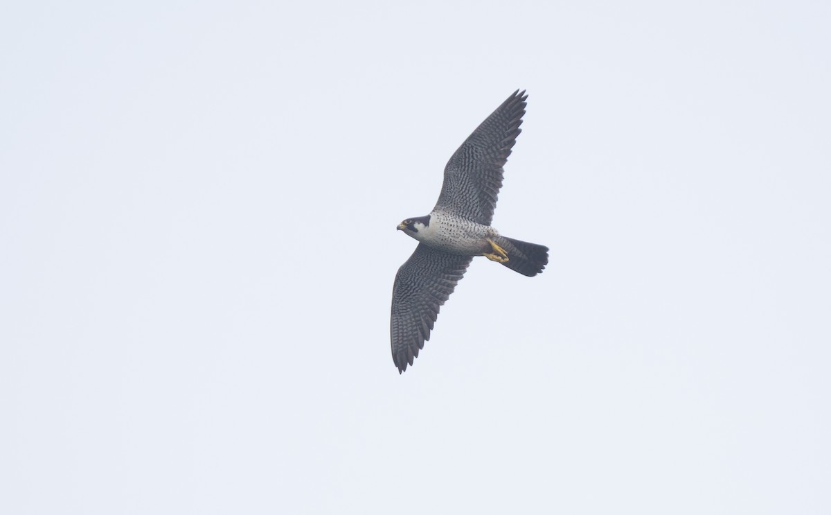 Peregrine Falcon - ML644815159