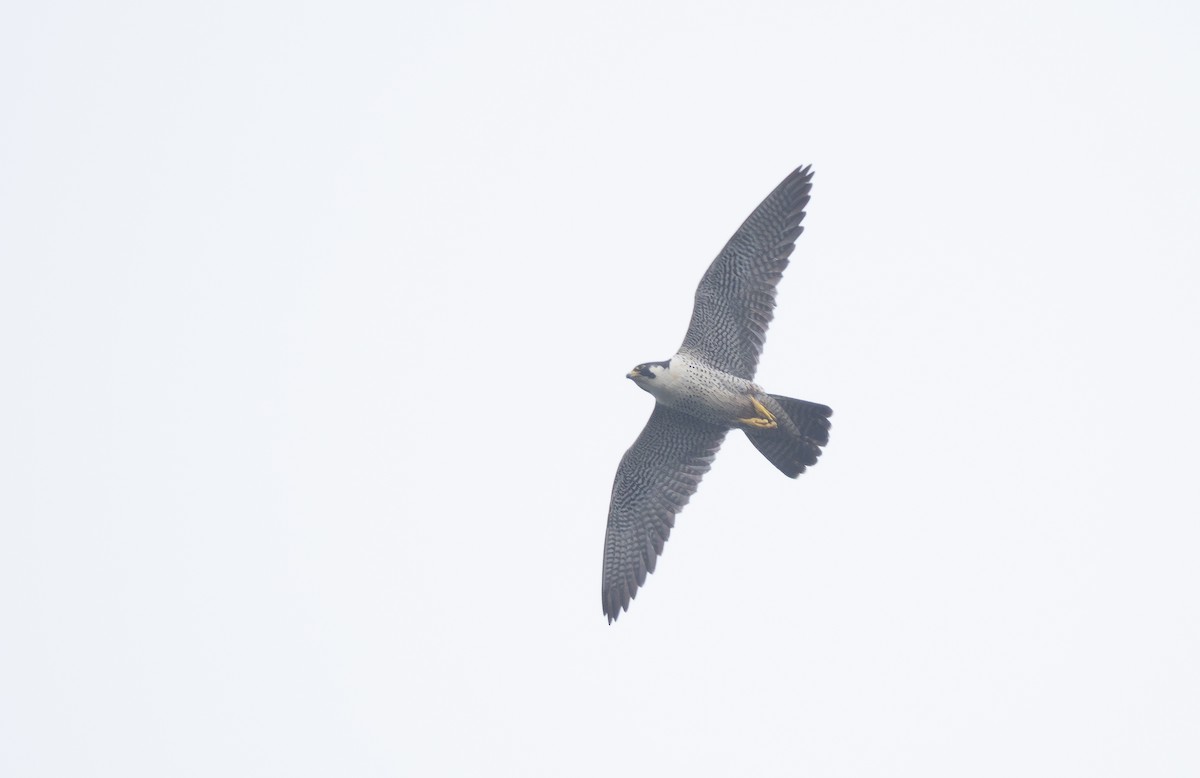 Peregrine Falcon - ML644815160