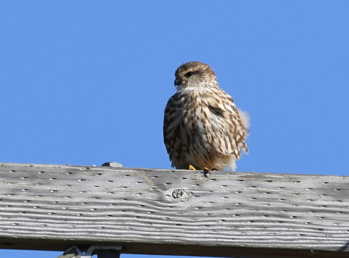 Merlin - ML644815161