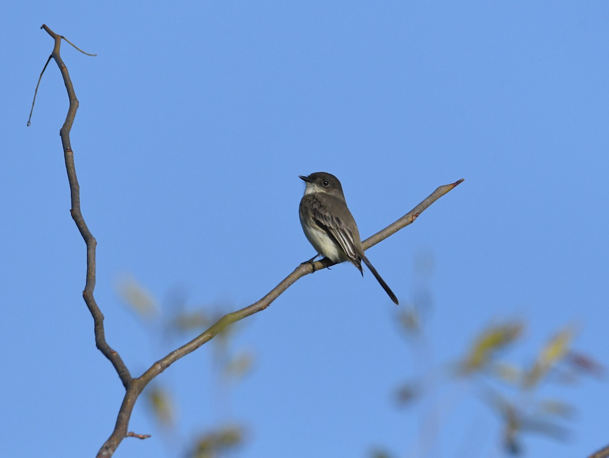 Eastern Phoebe - ML644815167