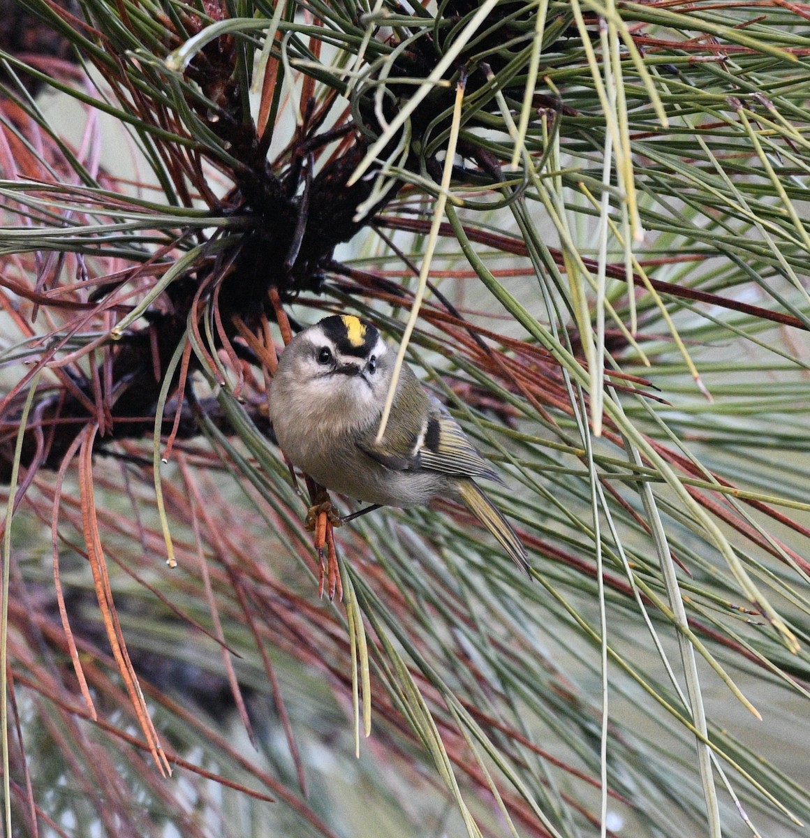 Golden-crowned Kinglet - ML644815169
