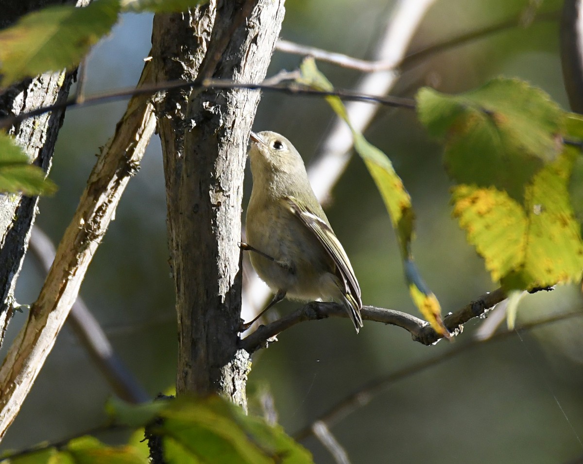 Ruby-crowned Kinglet - ML644815172