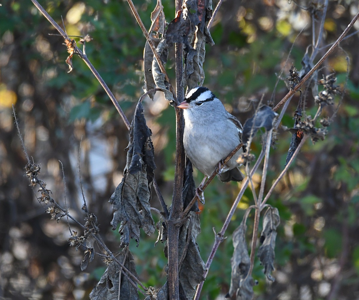 White-crowned Sparrow - ML644815191