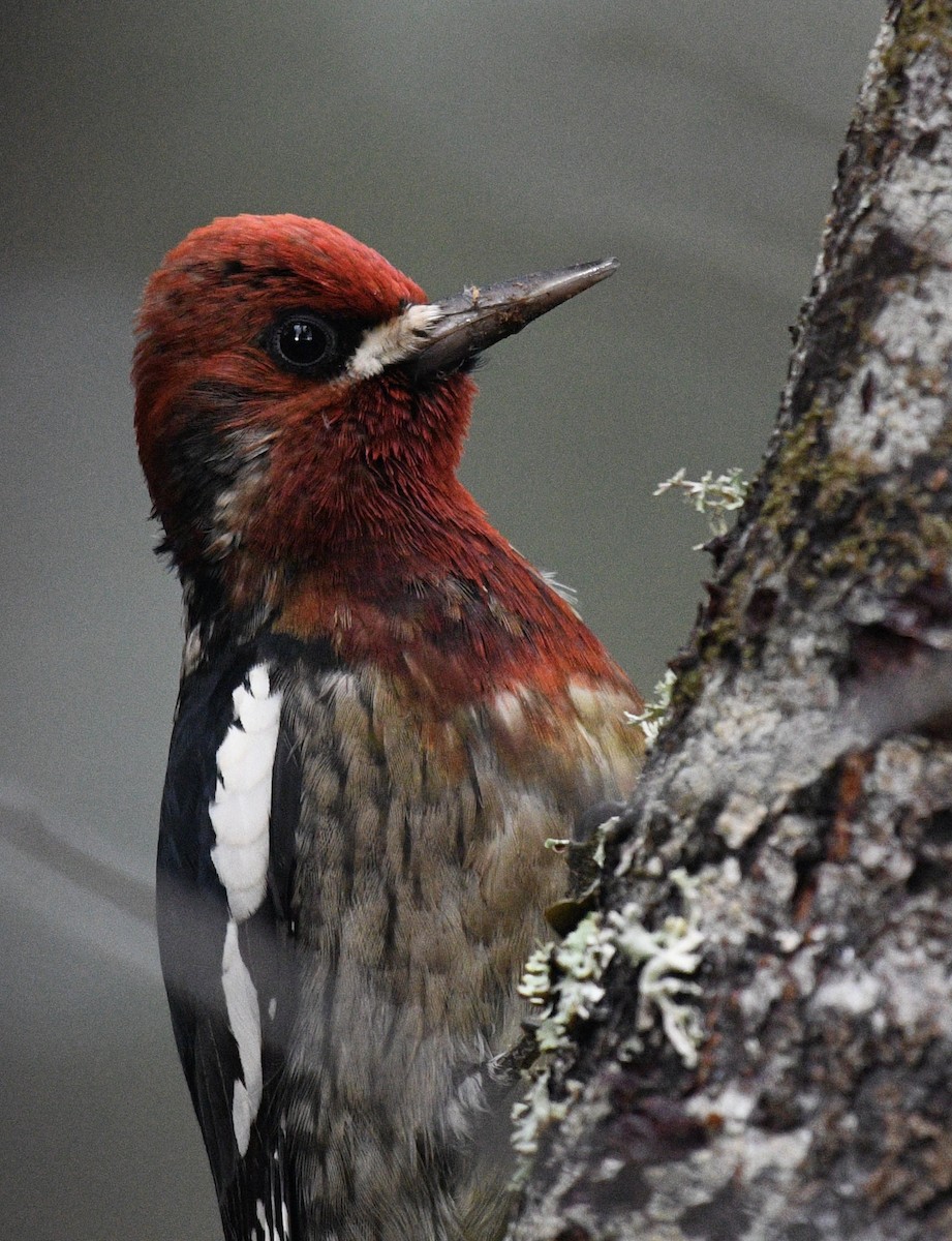 Red-breasted Sapsucker - ML644815194