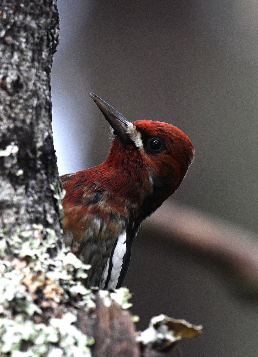 Red-breasted Sapsucker - ML644815195