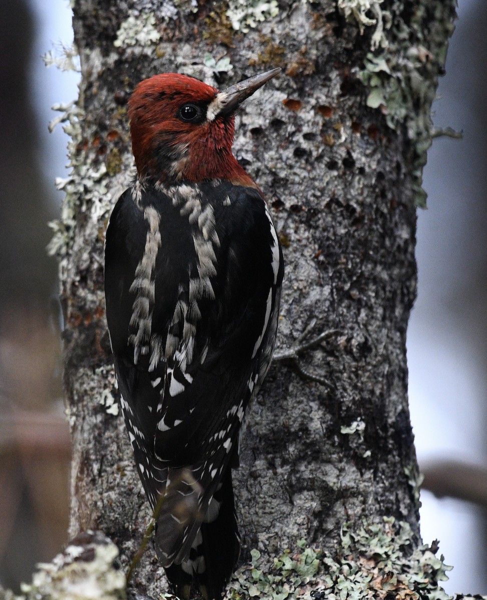 Red-breasted Sapsucker - ML644815196