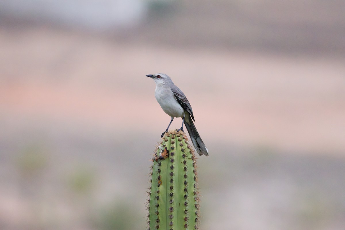 Tropical Mockingbird - ML644815199