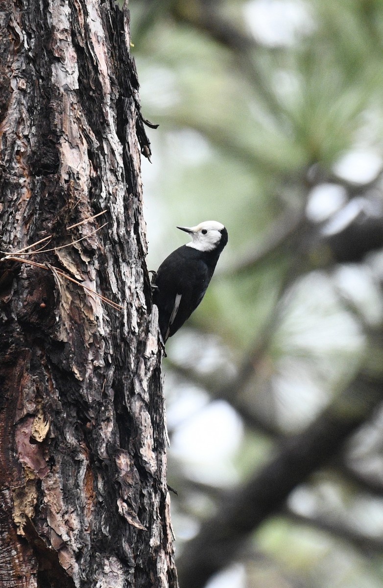 White-headed Woodpecker - ML644815200