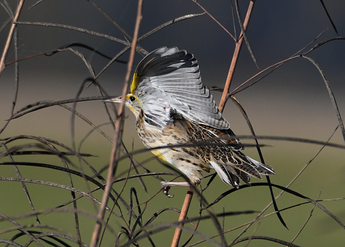 Western Meadowlark - ML644815204