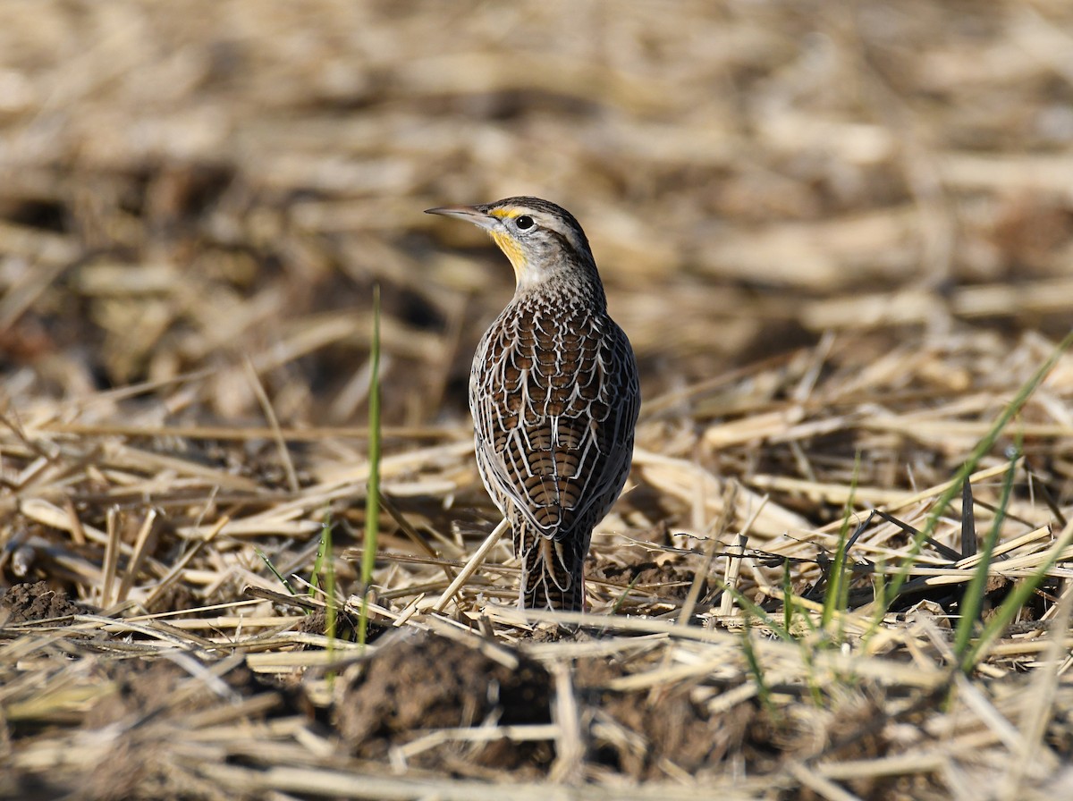 Western Meadowlark - ML644815205