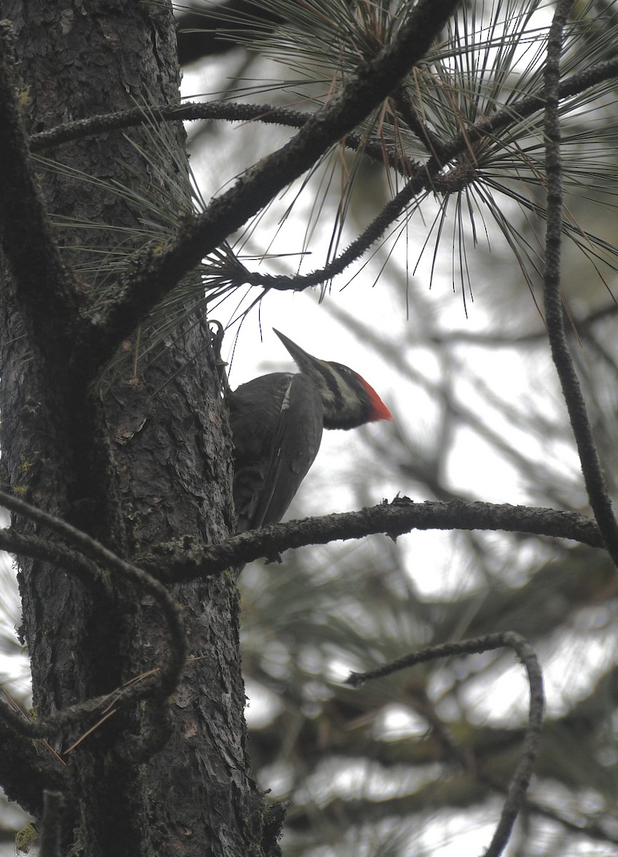 Pileated Woodpecker - ML644815208