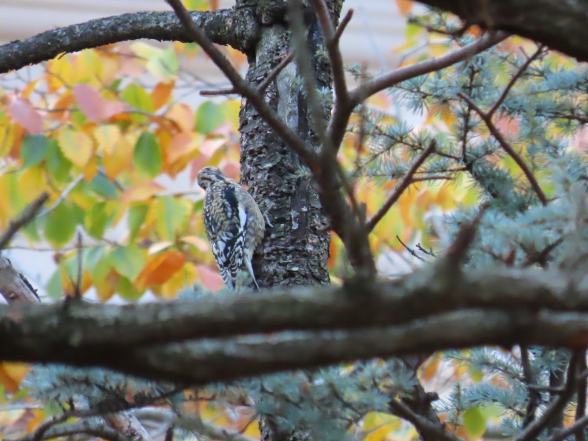 Gelbbauch-Saftlecker - ML644815209