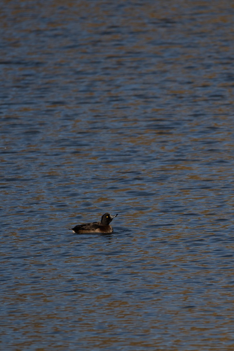 Tufted Duck - ML644815211