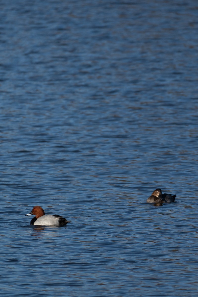 Common Pochard - ML644815225