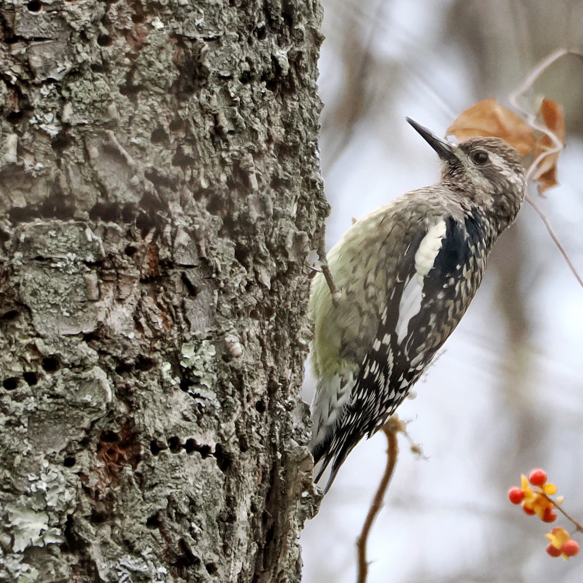 Gelbbauch-Saftlecker - ML644815227