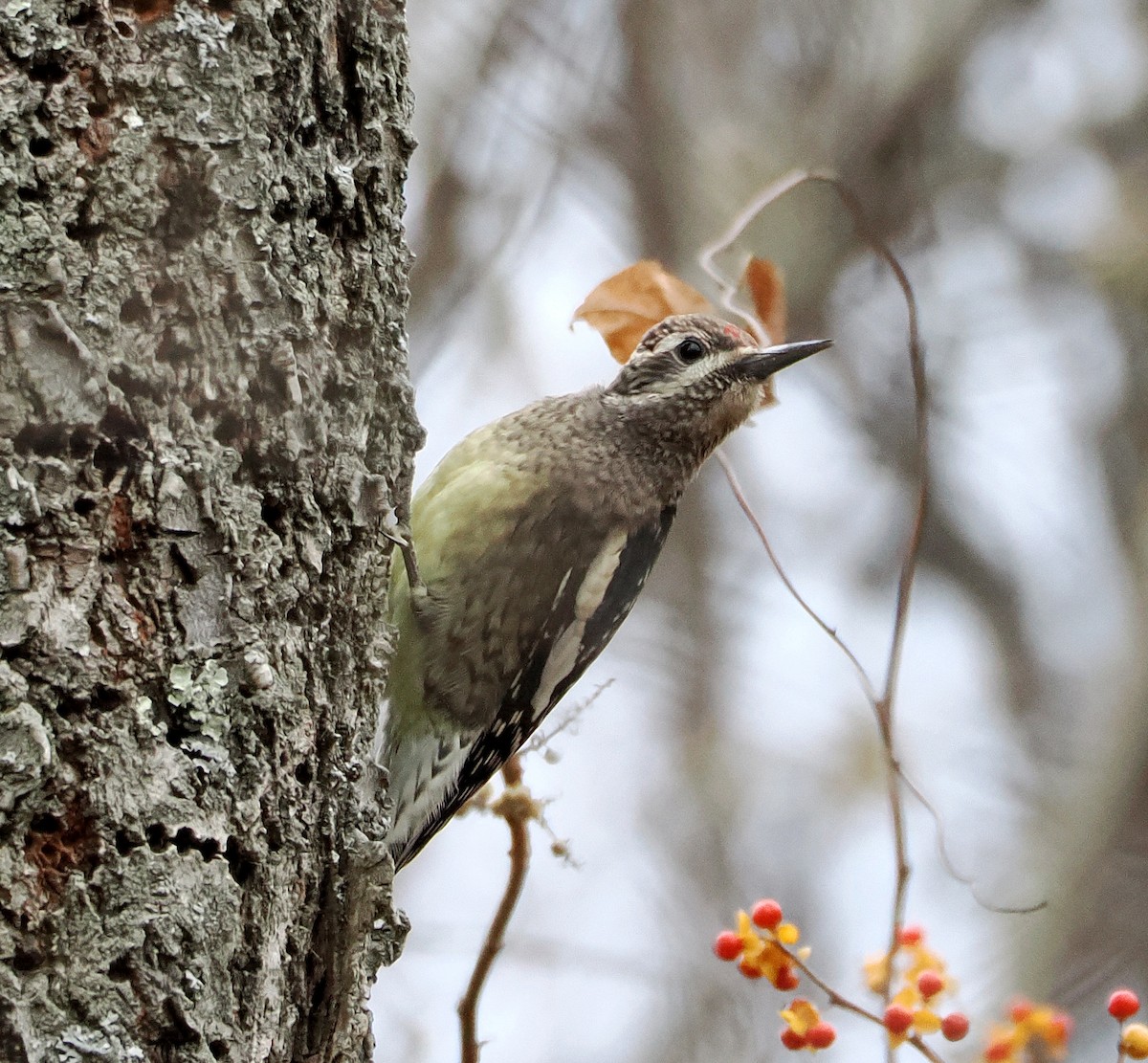 Gelbbauch-Saftlecker - ML644815228