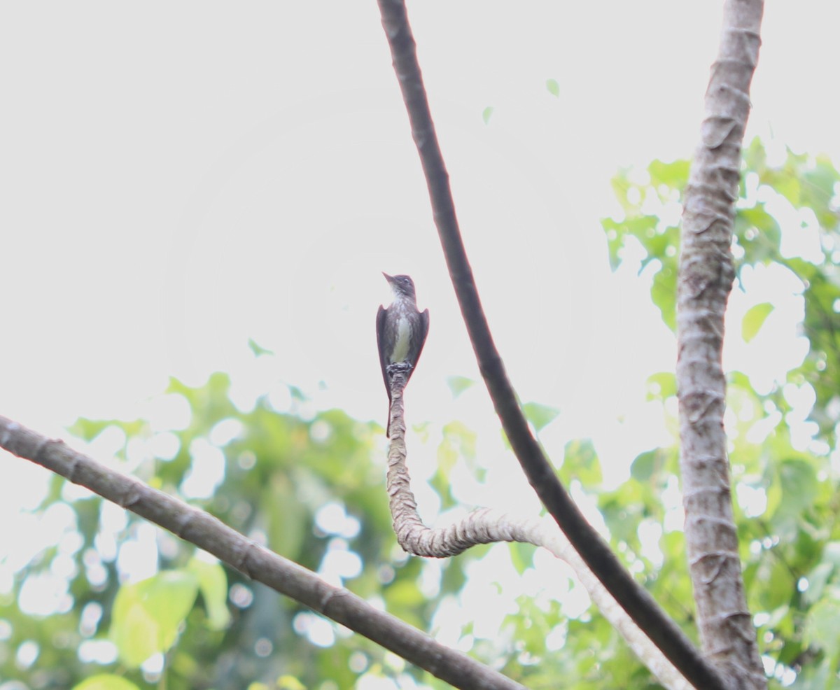 ナキヒタキモドキ - ML644815229