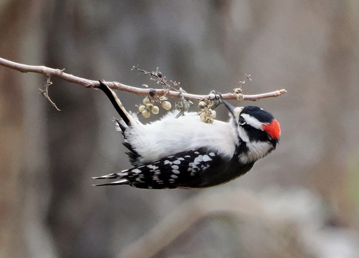 strakapoud osikový - ML644815231