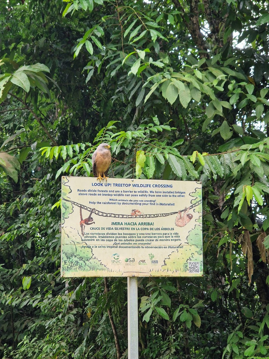 káně krahujová - ML644815233