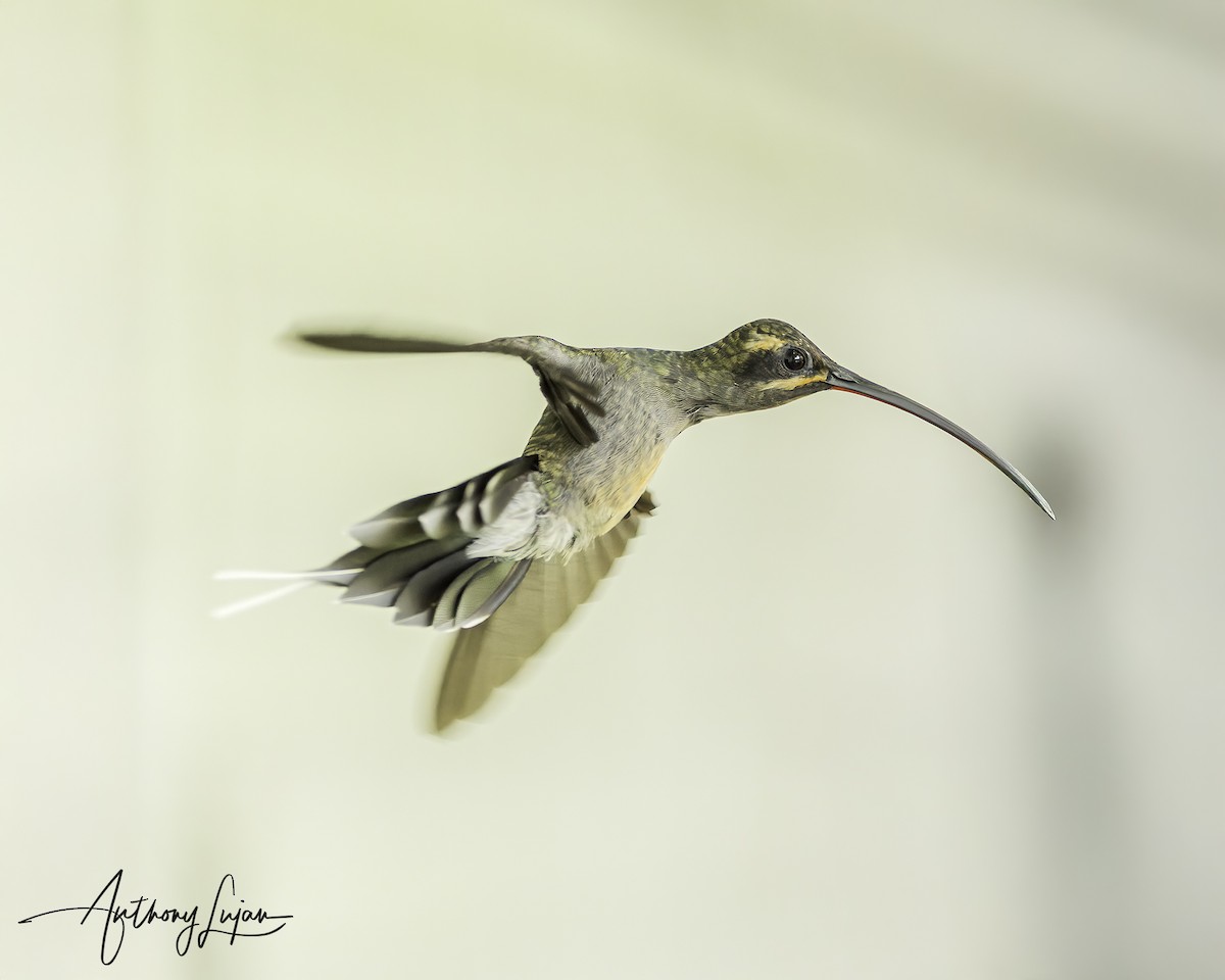 Green Hermit - ML644815234