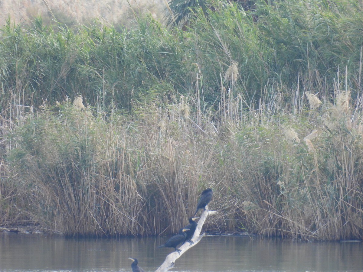 kormorán velký - ML644815243