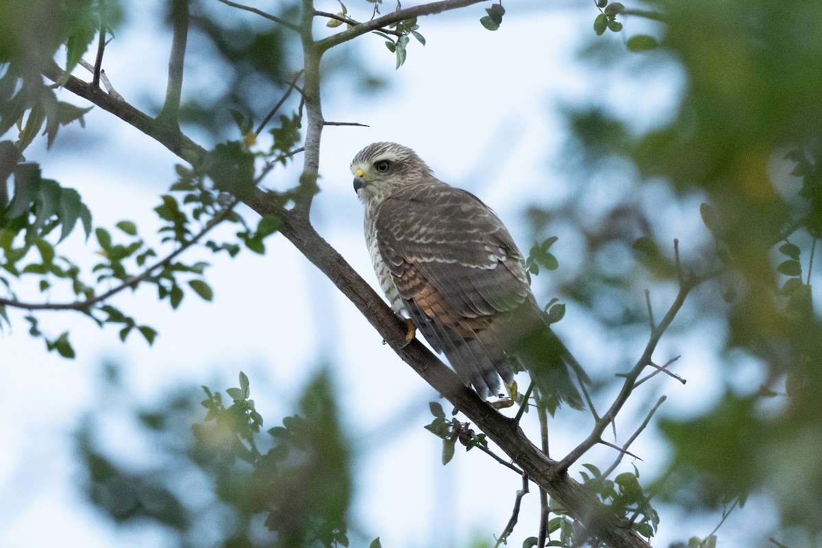 káně krahujová - ML644815247