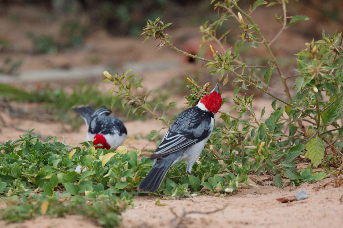 Red-cowled Cardinal - ML644815255
